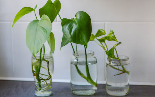 Reduce, Reuse, Recycle Your Jars!